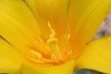 Tulipa dubia