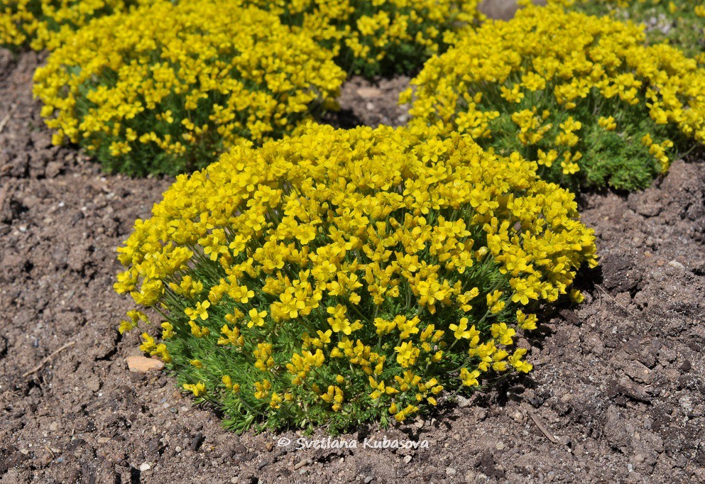 Image of Draba bruniifolia specimen.