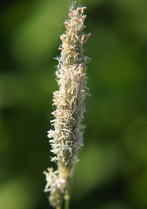 Image of Alopecurus pratensis specimen.