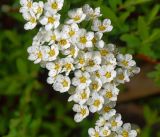 Spiraea &times; cinerea