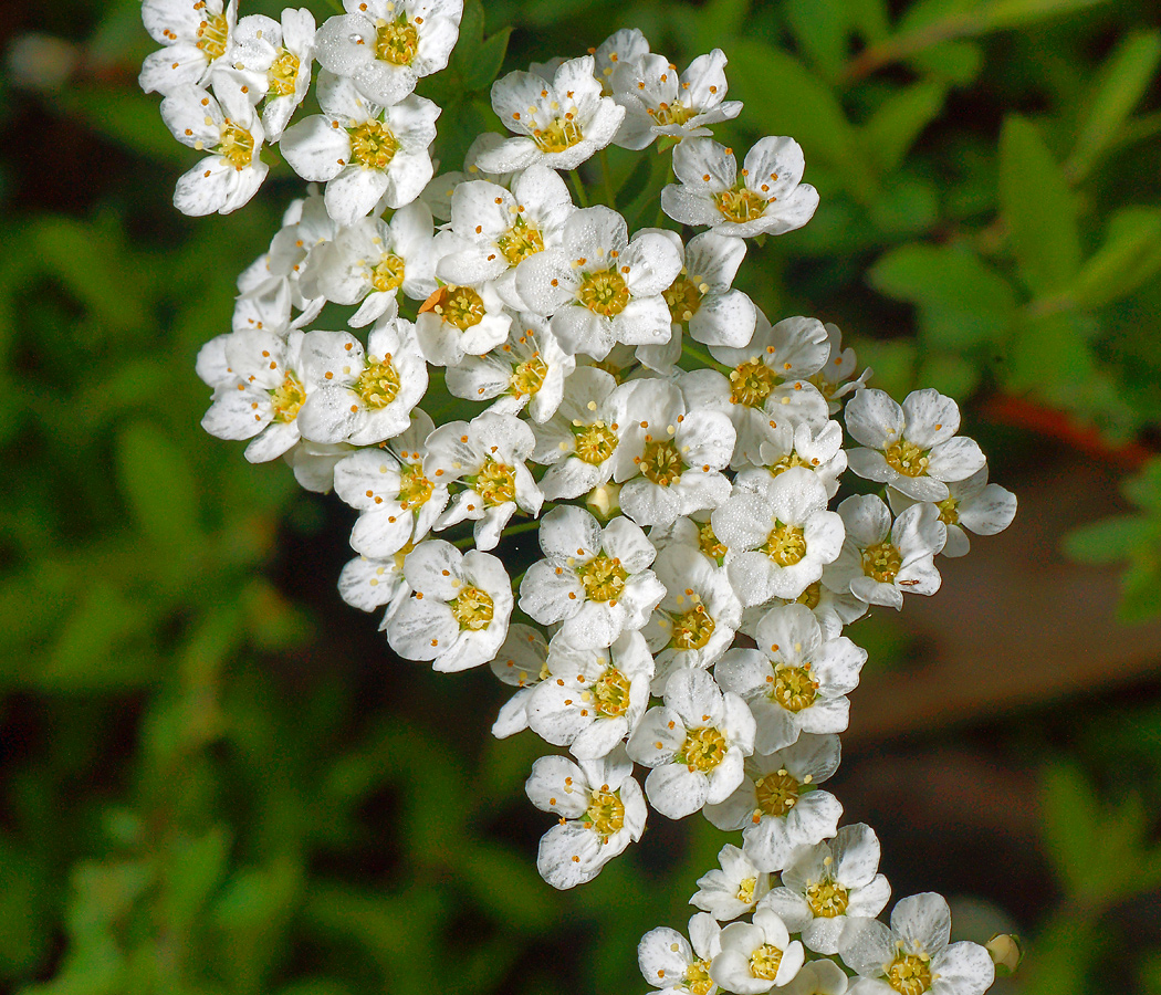 Image of Spiraea &times; cinerea specimen.