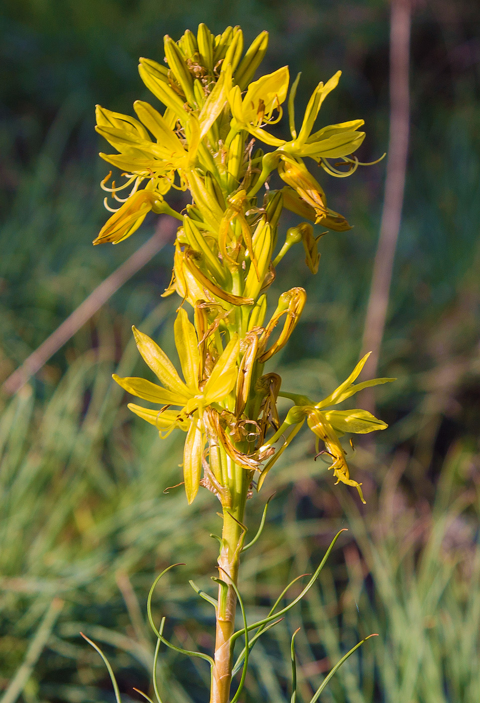 Image of Asphodeline lutea specimen.