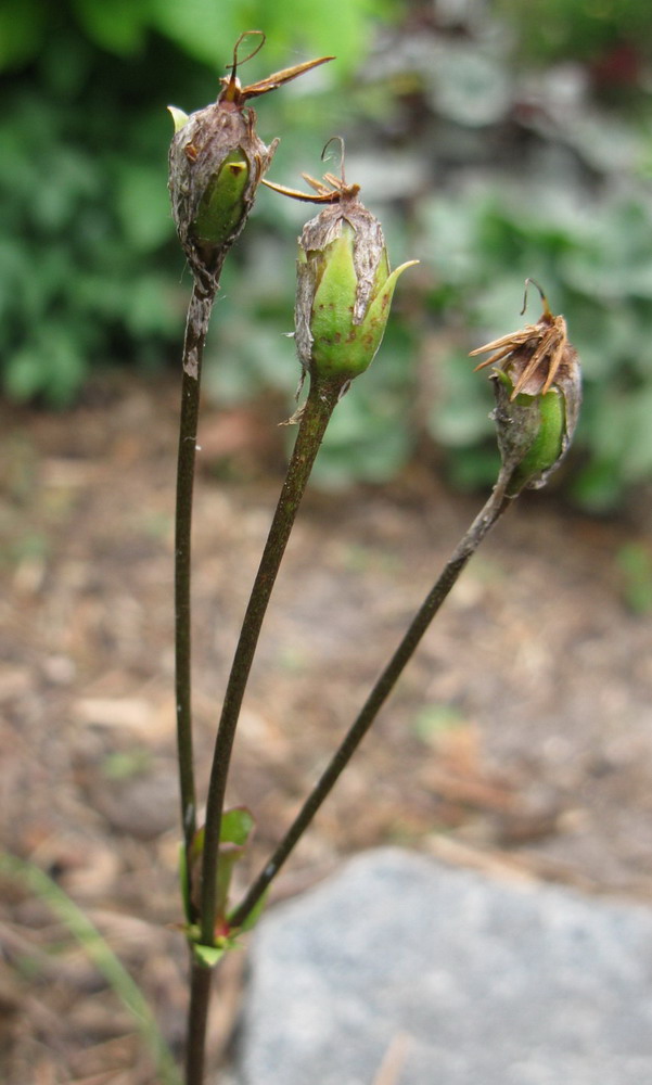 Image of Dodecatheon meadia specimen.