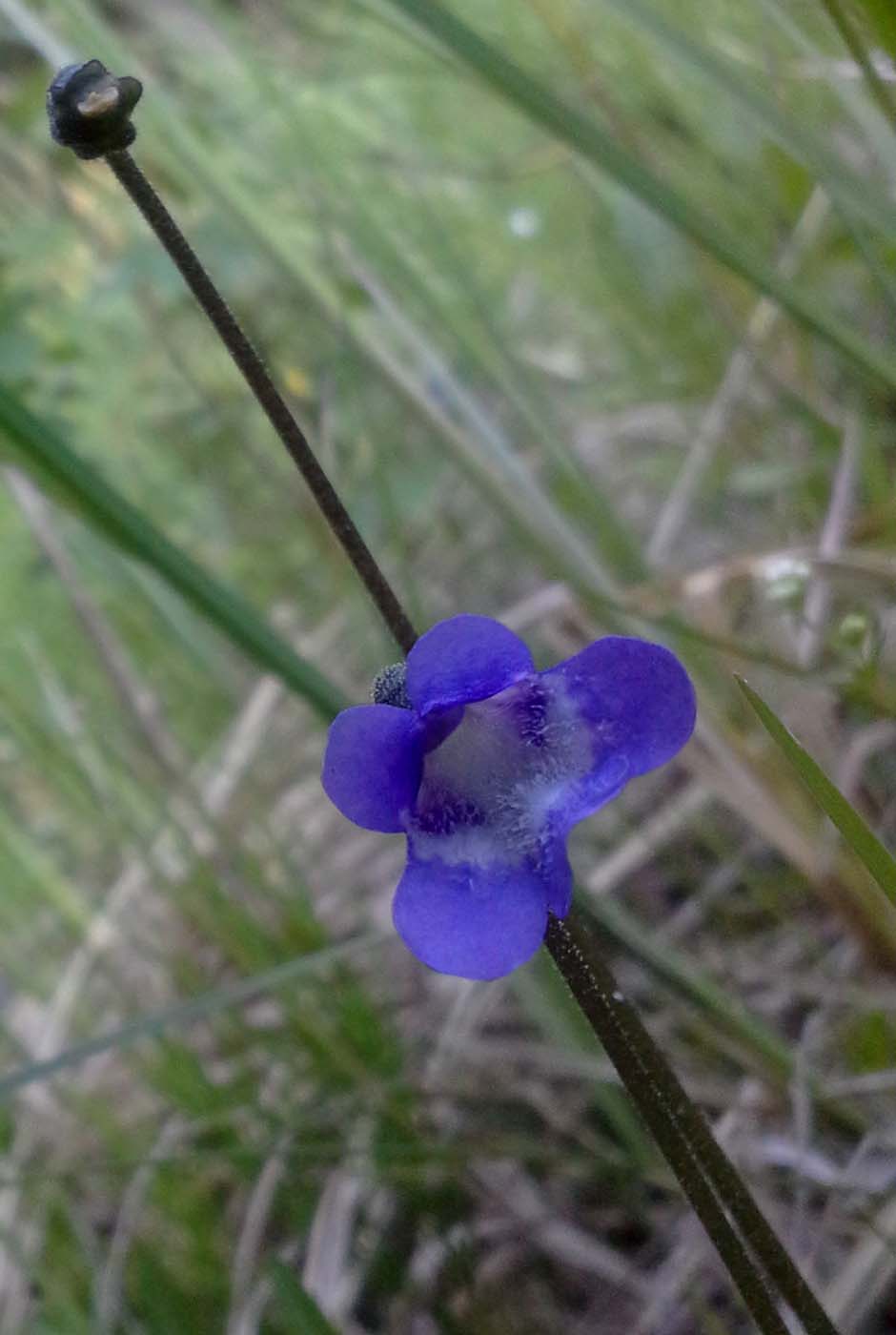 Image of Pinguicula vulgaris specimen.