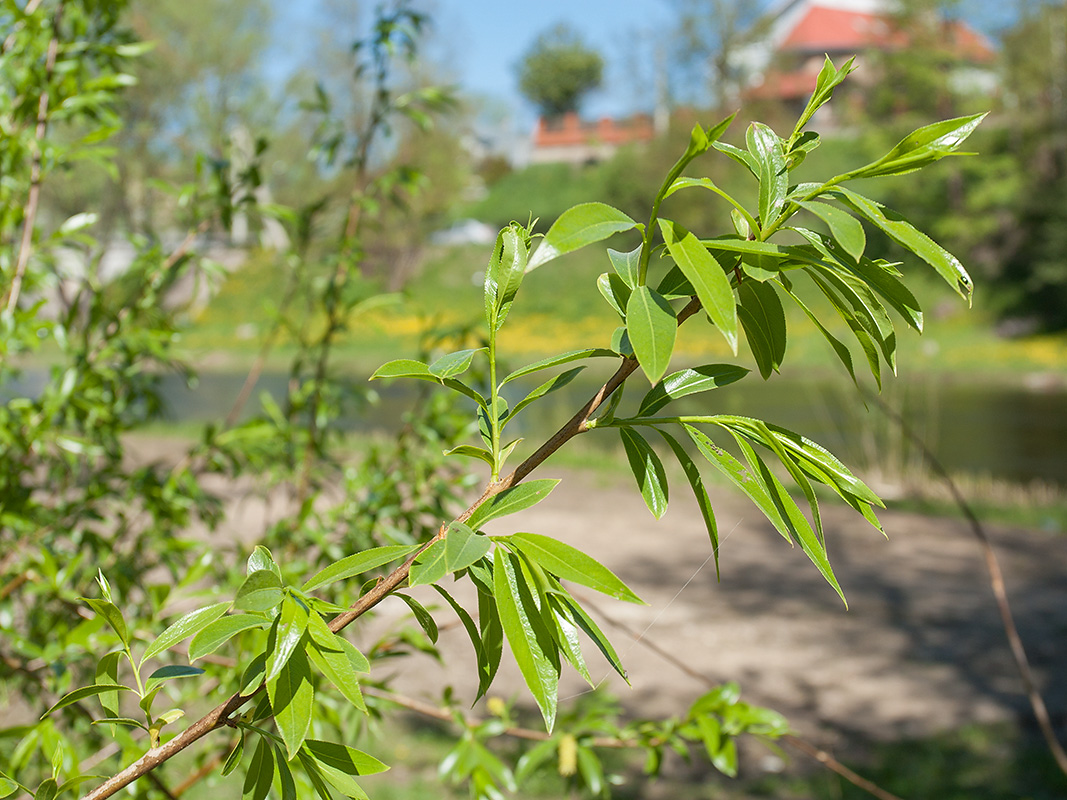 Image of Salix &times; fragilis specimen.