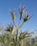 Nepeta parviflora