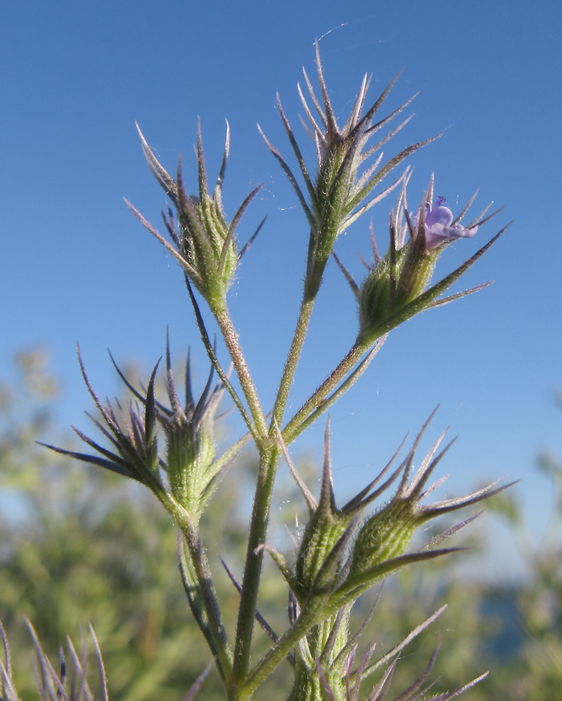 Image of Nepeta parviflora specimen.