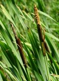 Typha latifolia. Верхушки плодоносящих растений. Приморье, Находкинский городской округ, окр. пос Авангард, пруд у дороги. 18.07.2015.