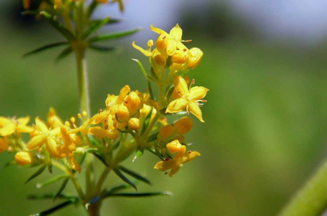 Изображение особи Galium verum.