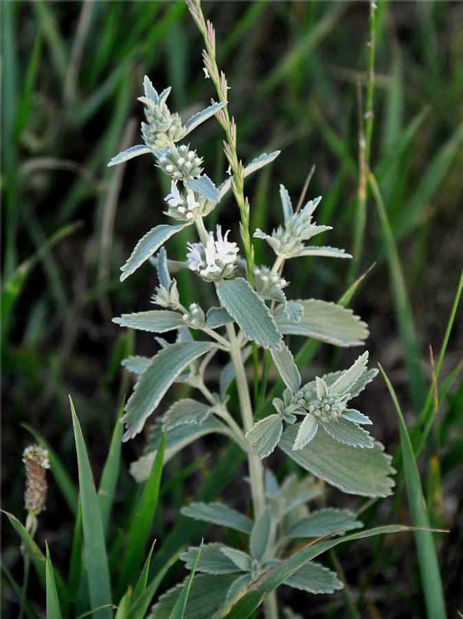 Image of Marrubium peregrinum specimen.