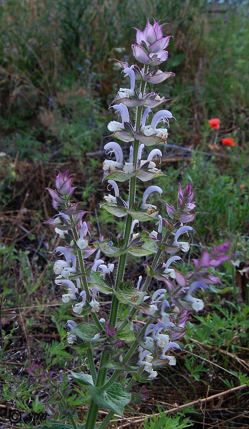 Image of Salvia sclarea specimen.
