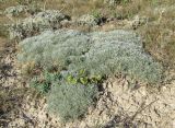 Artemisia caucasica. Вегетирующее растение. Крым, Тарханкутский п-ов, балка Большой Кастель, полынная степь. 15 июля 2016 г.