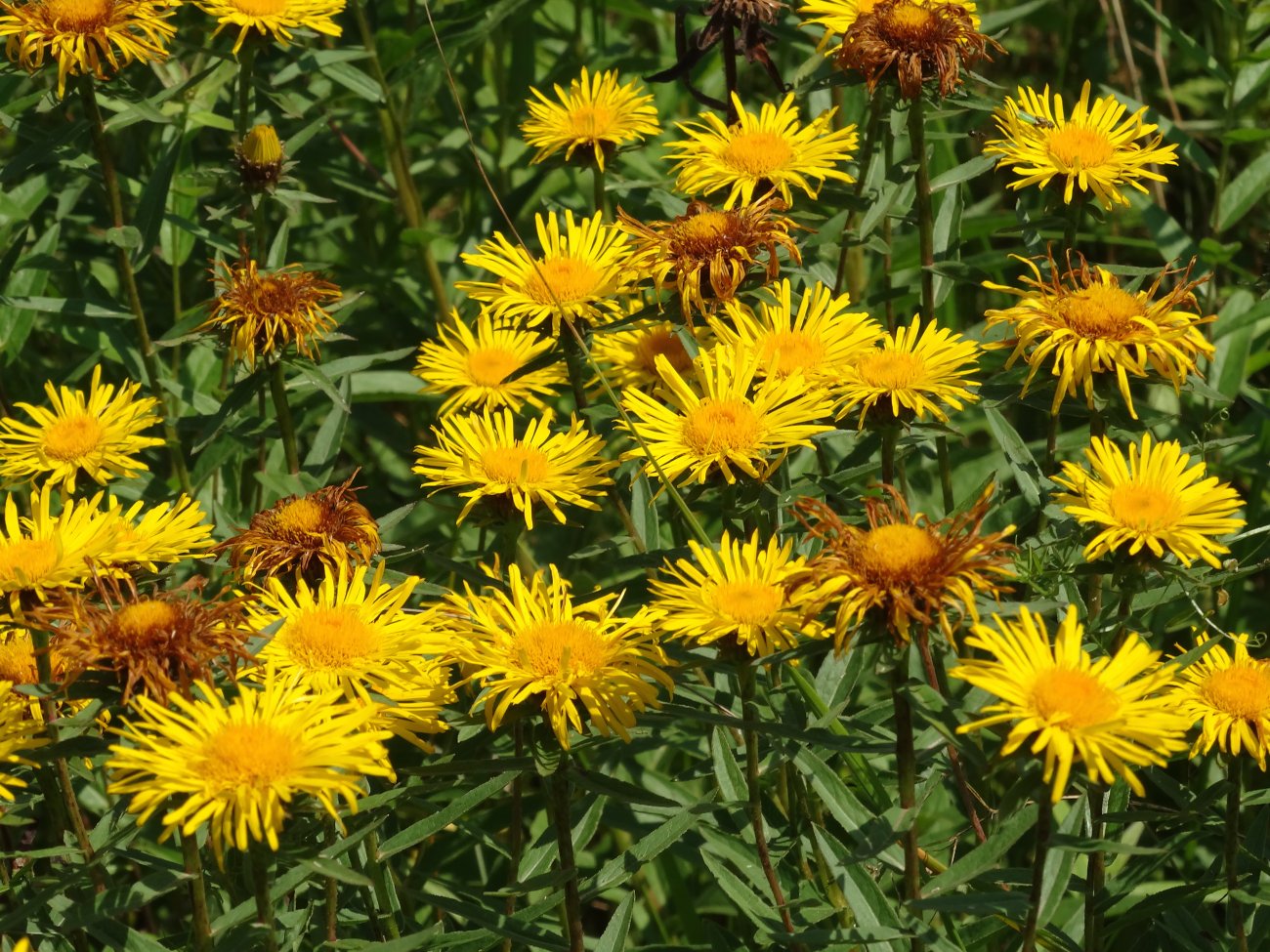 Image of Inula salicina specimen.