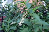 Phytolacca americana