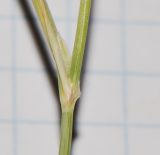 Panicum turgidum