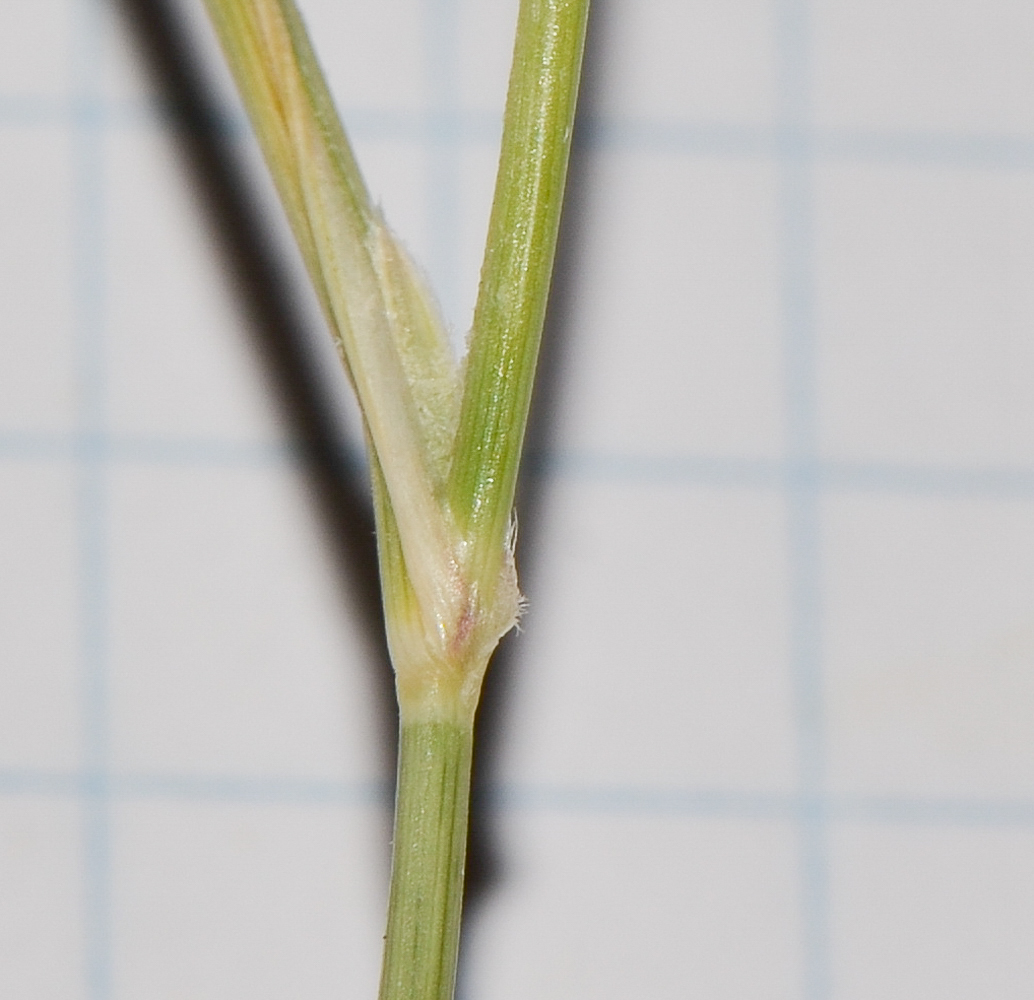 Image of Panicum turgidum specimen.