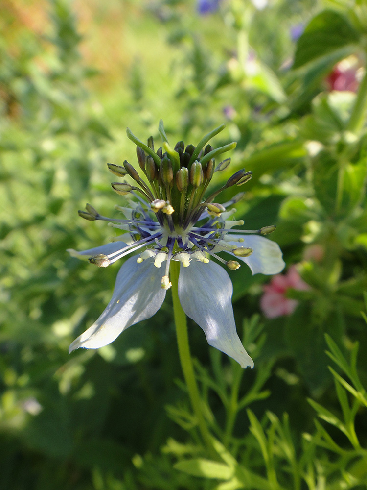 Изображение особи Nigella sativa.