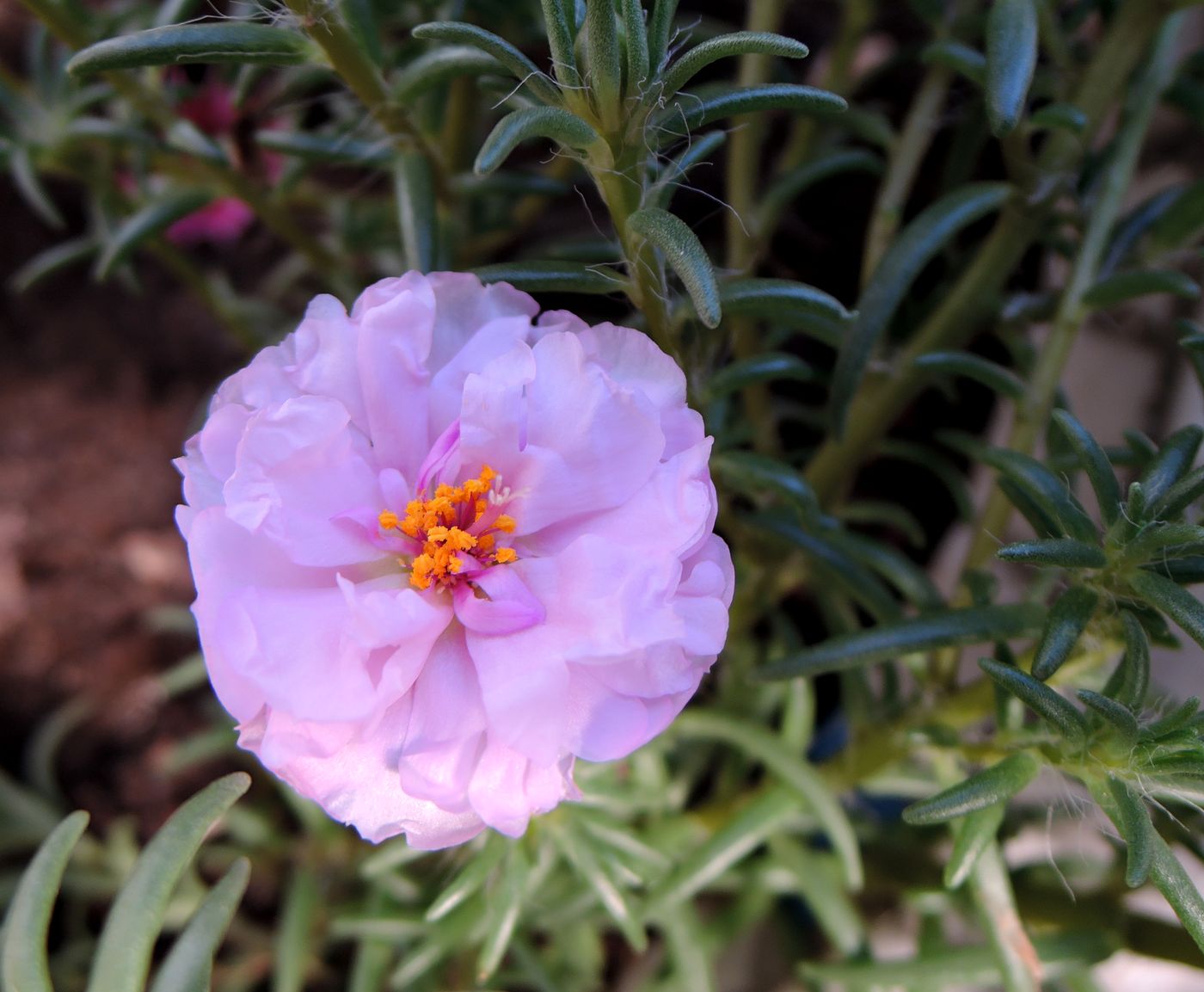 Изображение особи Portulaca grandiflora.