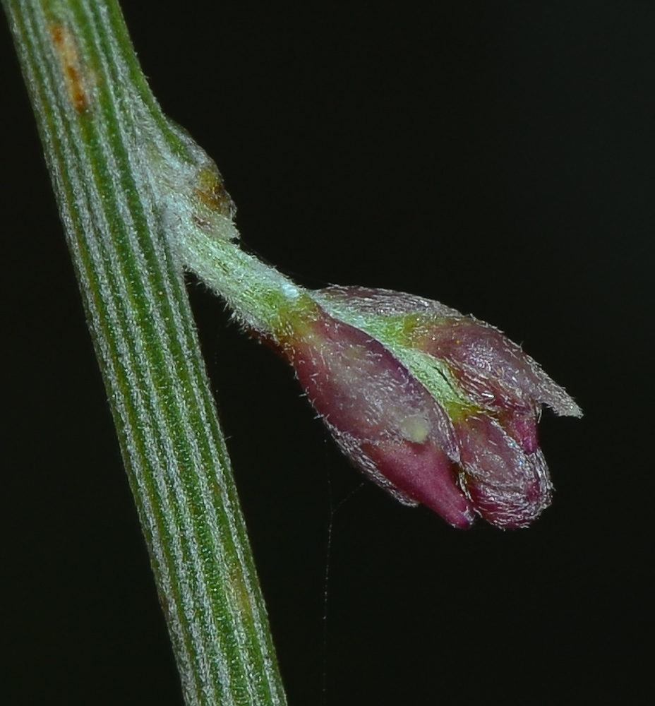 Image of Retama raetam specimen.