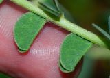 Astragalus aleppicus