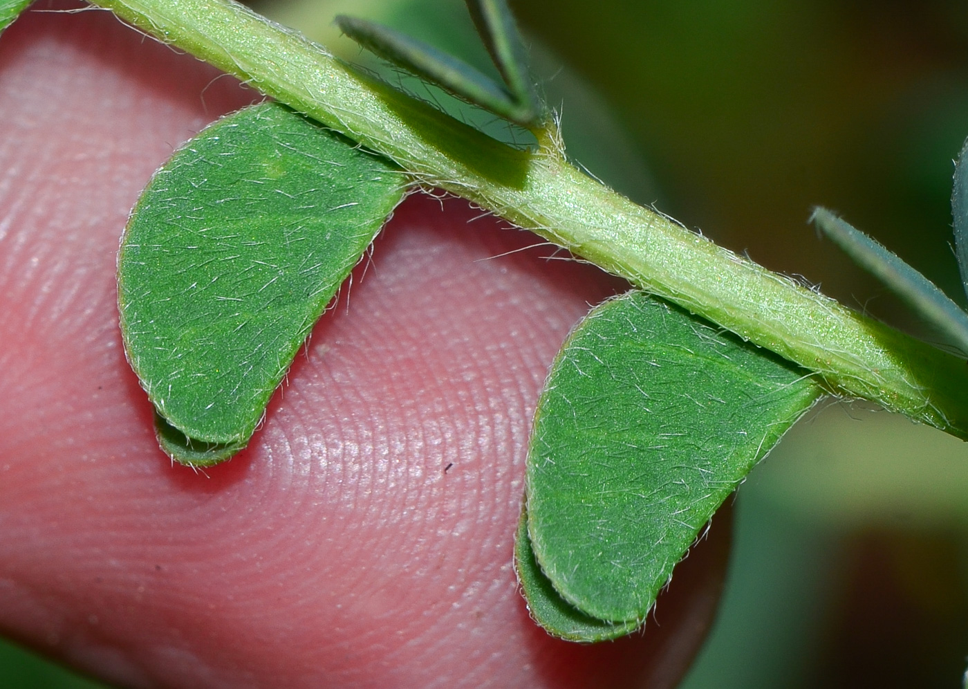 Image of Astragalus aleppicus specimen.