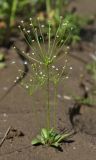 Androsace filiformis. Цветущее растение. Приморский край, Партизанский р-н, окр. с. Новолитовск, долина р. Литовка на правом берегу, песчано-илистая отмель. 27.05.2016.