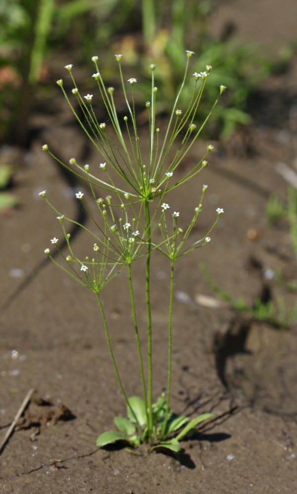 Изображение особи Androsace filiformis.