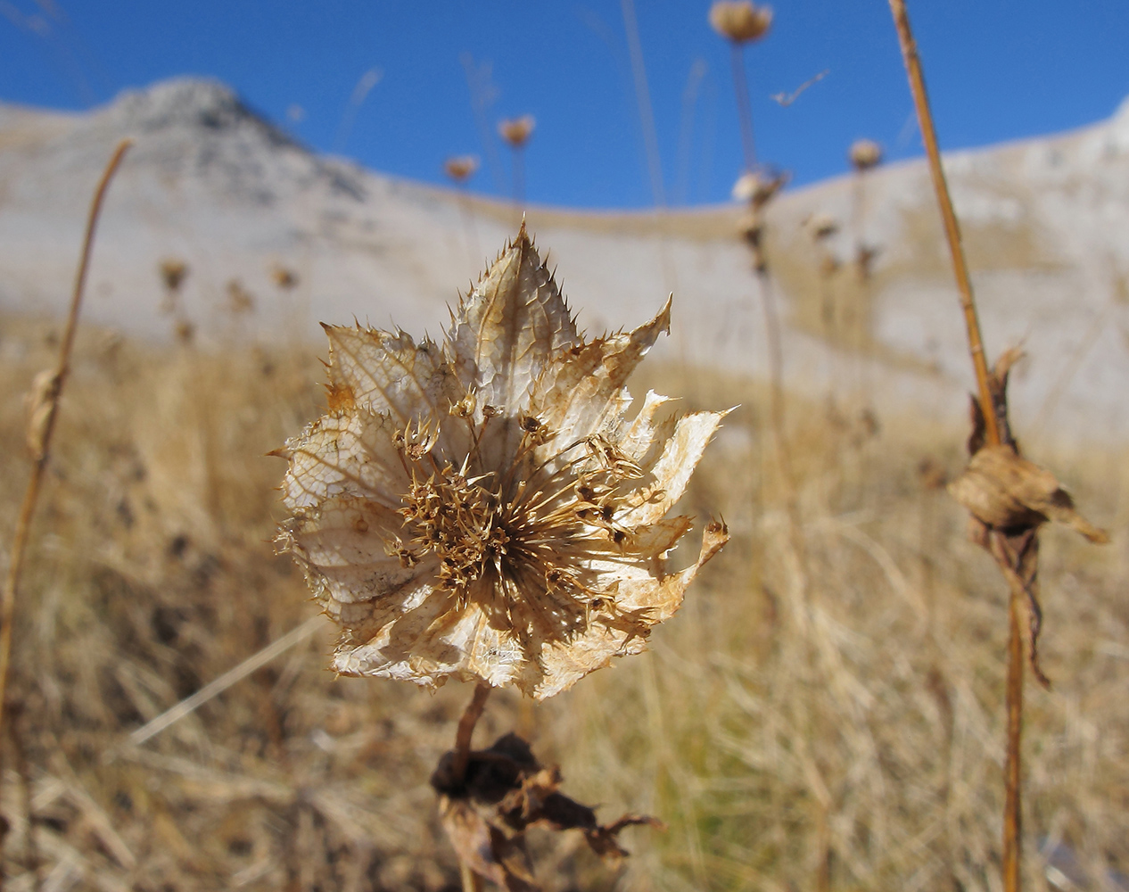 Image of Astrantia maxima specimen.