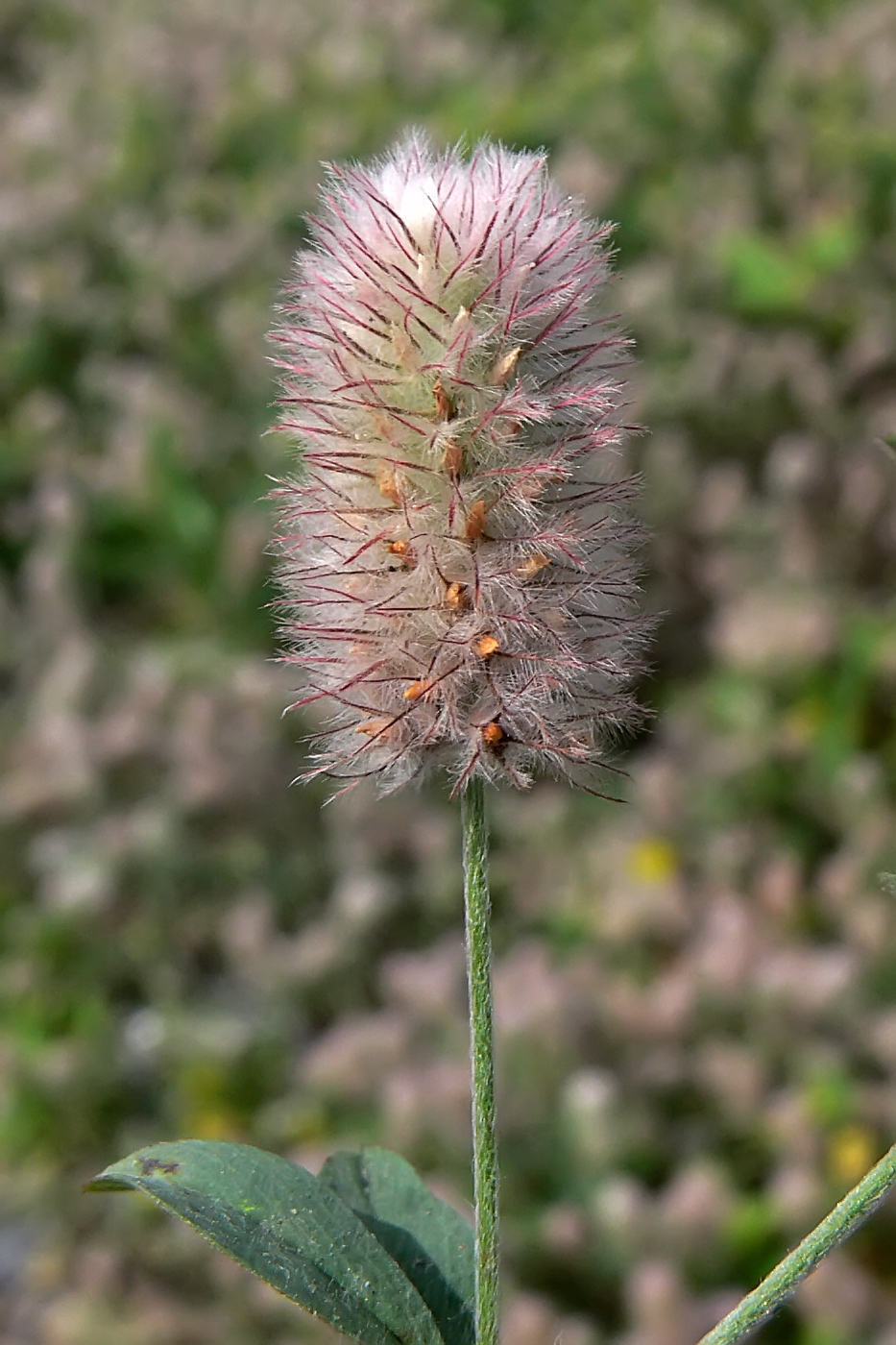 Изображение особи Trifolium arvense.