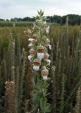 Digitalis lanata. Соцветие. Украина, Киевская обл., Васильковский р-н, село Ксаверовка Вторая, демонстрационное поле Выставочно-инновационного центра. 06.07.2016.