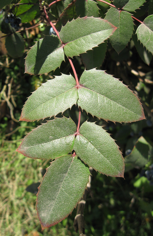 Изображение особи Mahonia aquifolium.