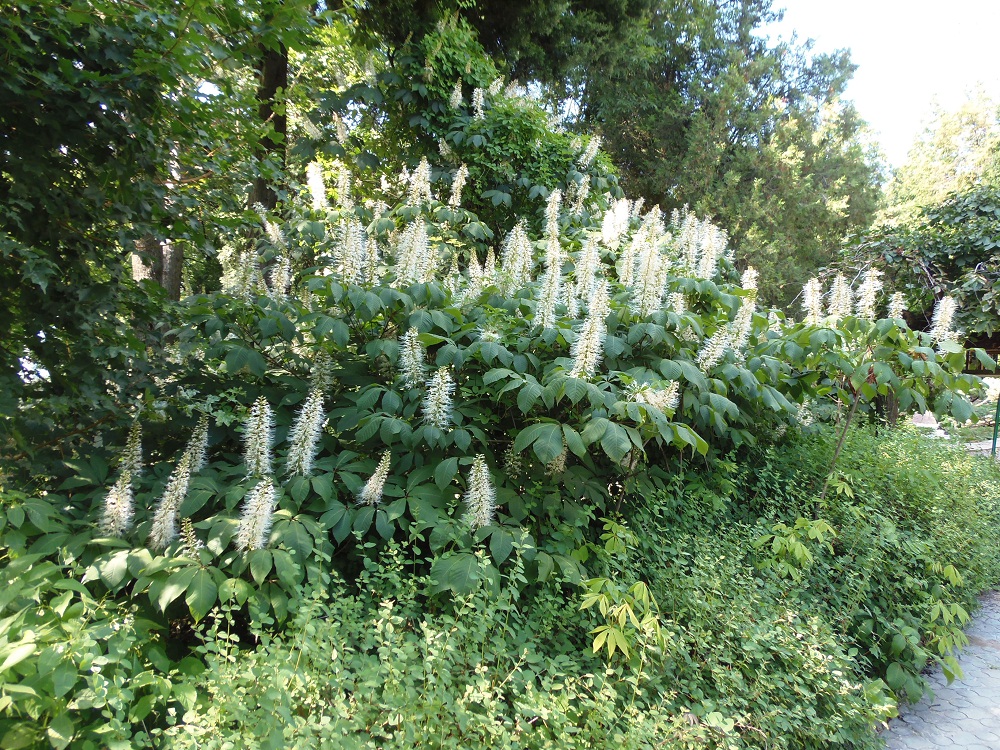 Image of Aesculus parviflora specimen.