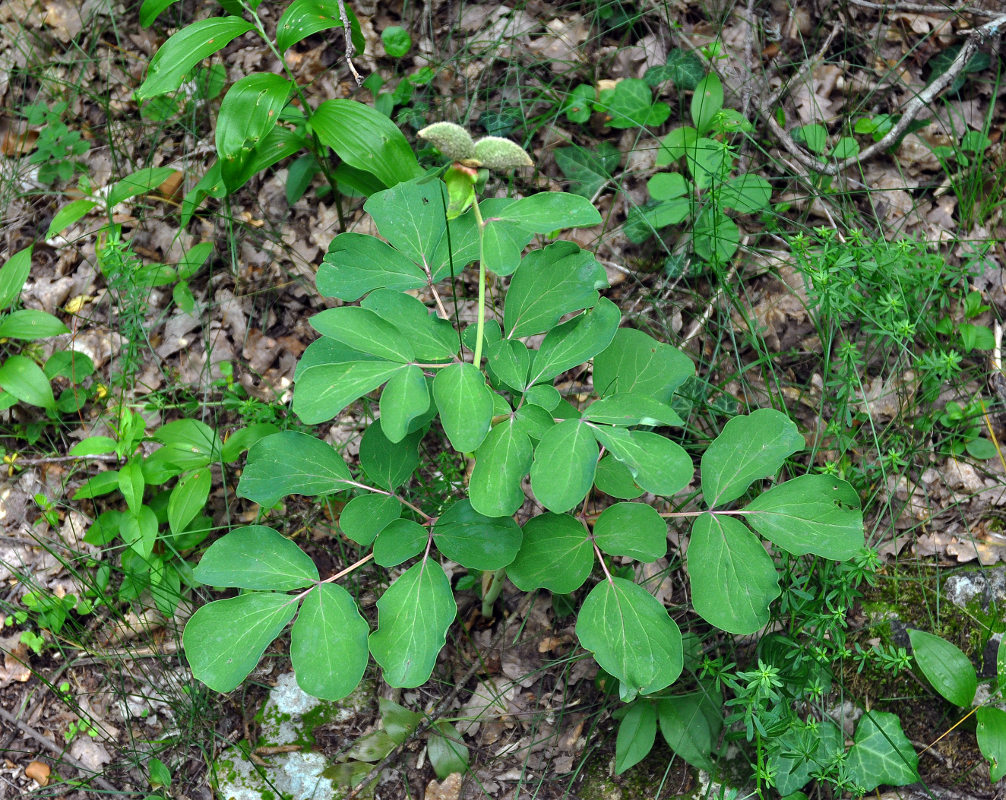 Изображение особи Paeonia daurica.