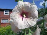 Alcea rosea