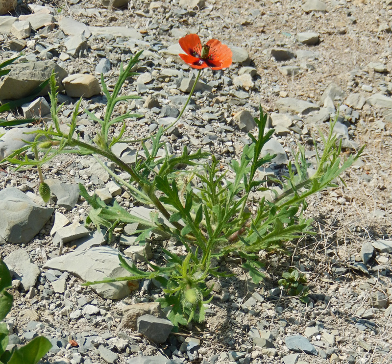 Image of Papaver stevenianum specimen.