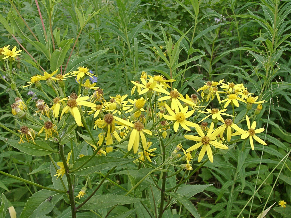 Изображение особи Senecio sarracenicus.