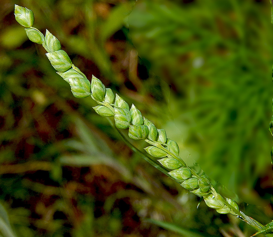 Изображение особи Brizochloa humilis.