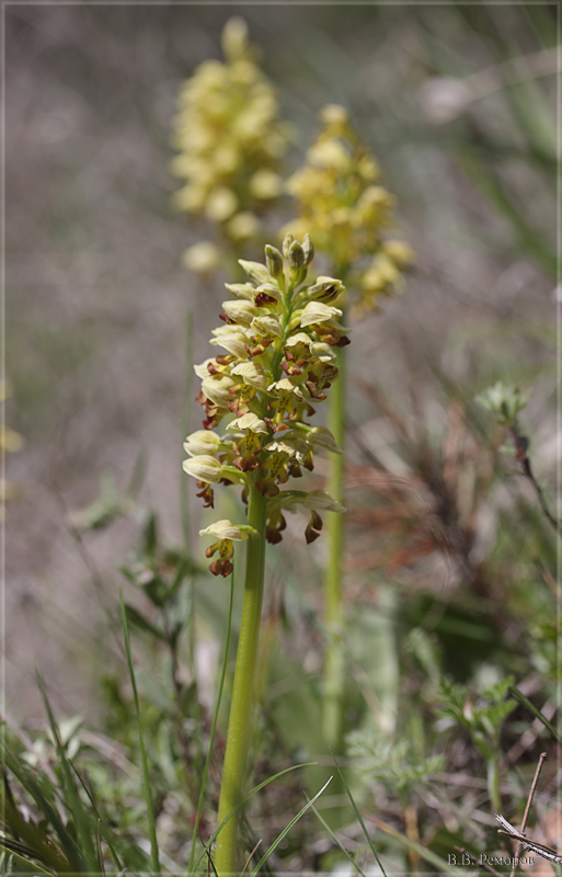 Image of Orchis punctulata specimen.