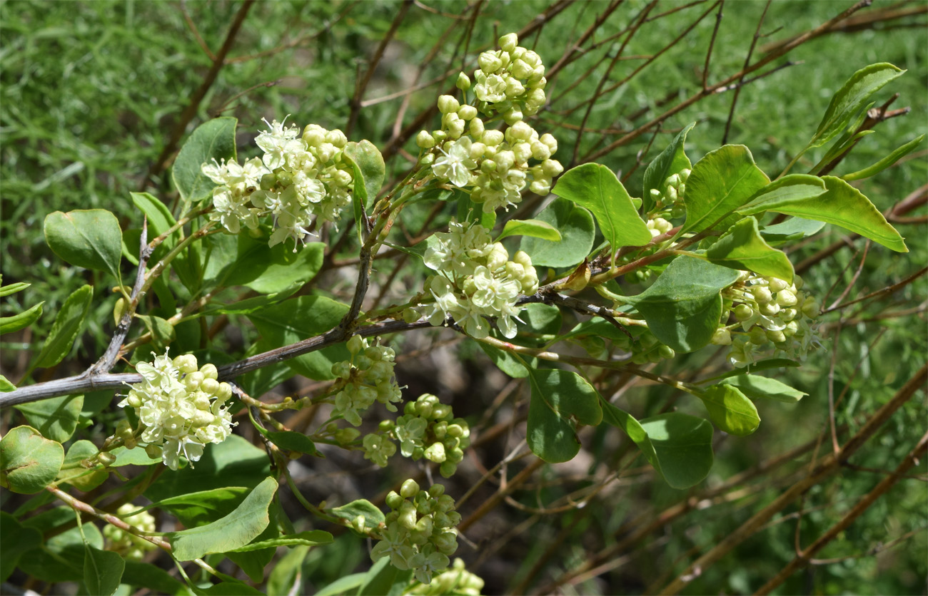 Image of Atraphaxis pyrifolia specimen.