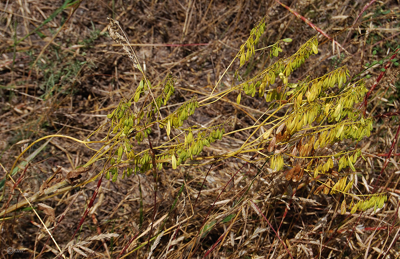 Изображение особи Isatis campestris.