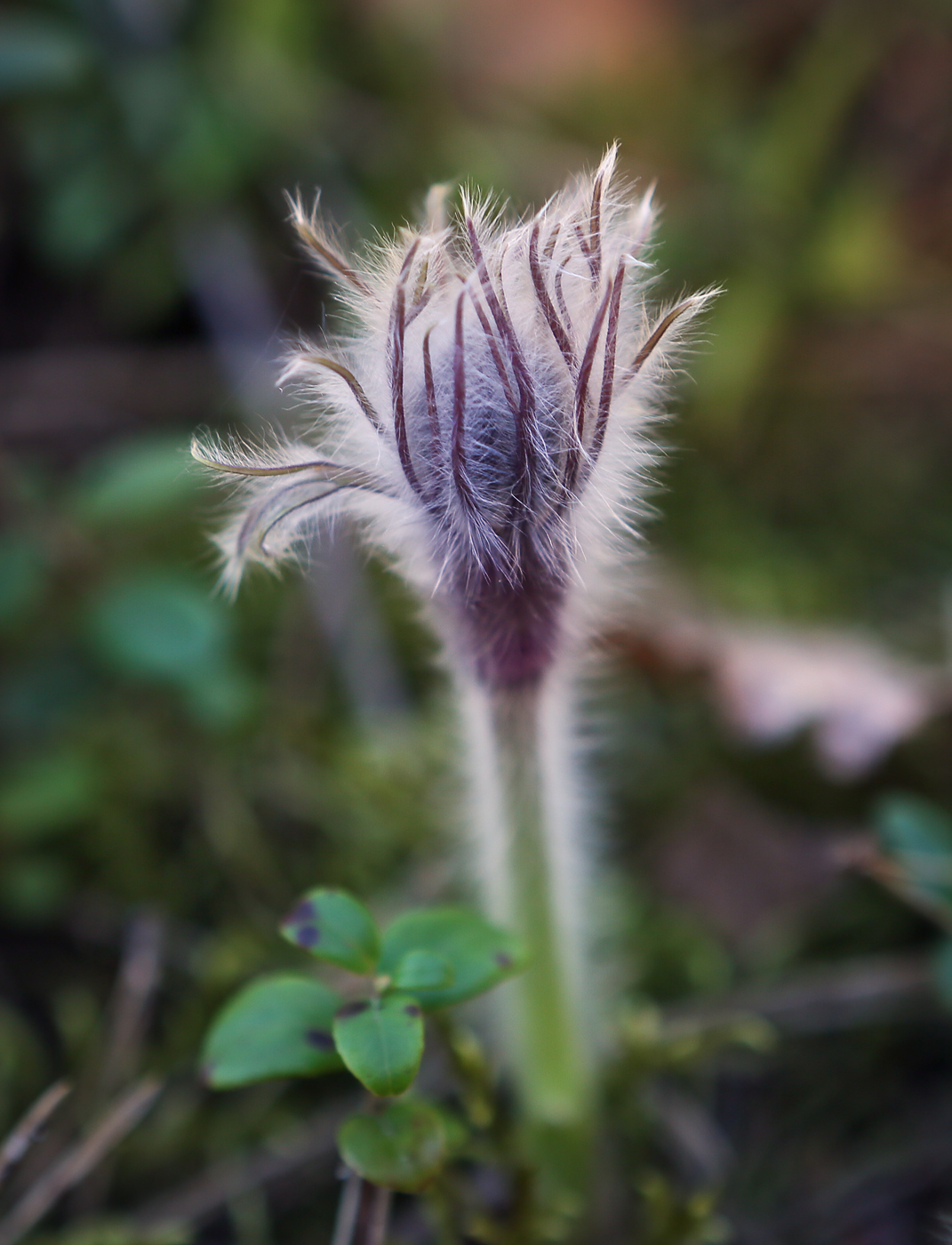 Изображение особи Pulsatilla patens.