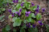 Viola odorata