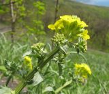 Erysimum cuspidatum. Верхушка побега с бутонизирующими и распустившимся соцветиями. Краснодарский край, м/о г. Новороссийск, гора Большой Маркотх, злаково-разнотравный луг на каменистом склоне, выс. ≈ 680 м н.у.м.. 27.04.2014.