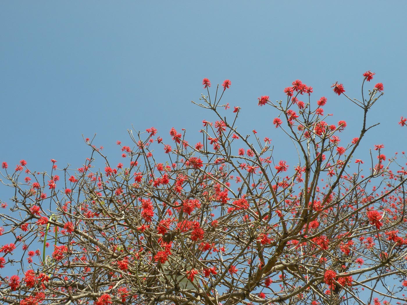 Image of Erythrina abyssinica specimen.