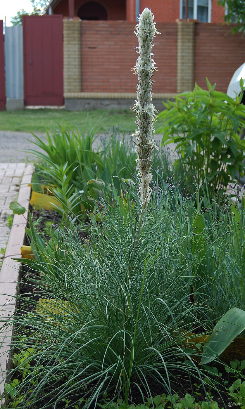 Image of Asphodeline taurica specimen.