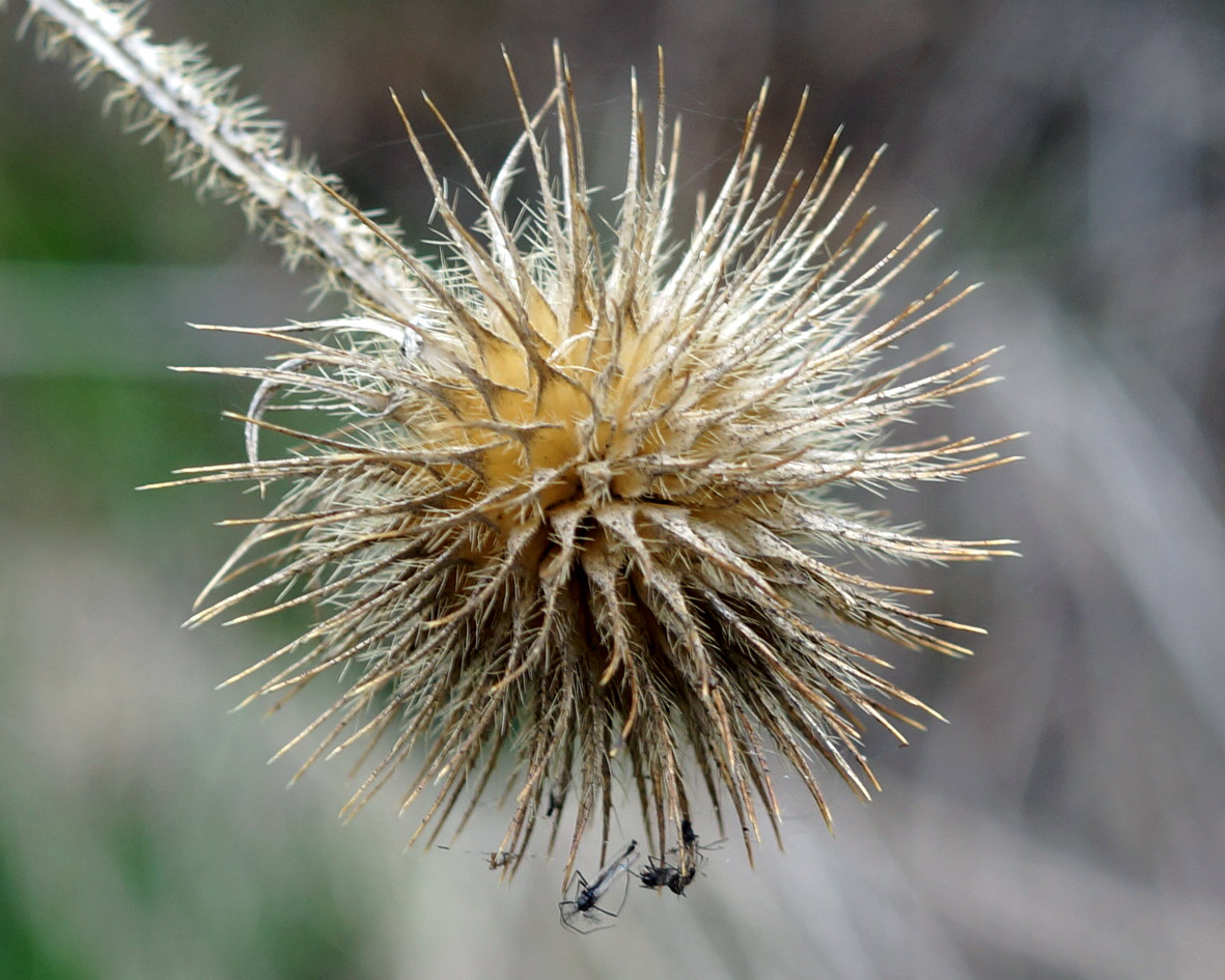 Image of Dipsacus strigosus specimen.