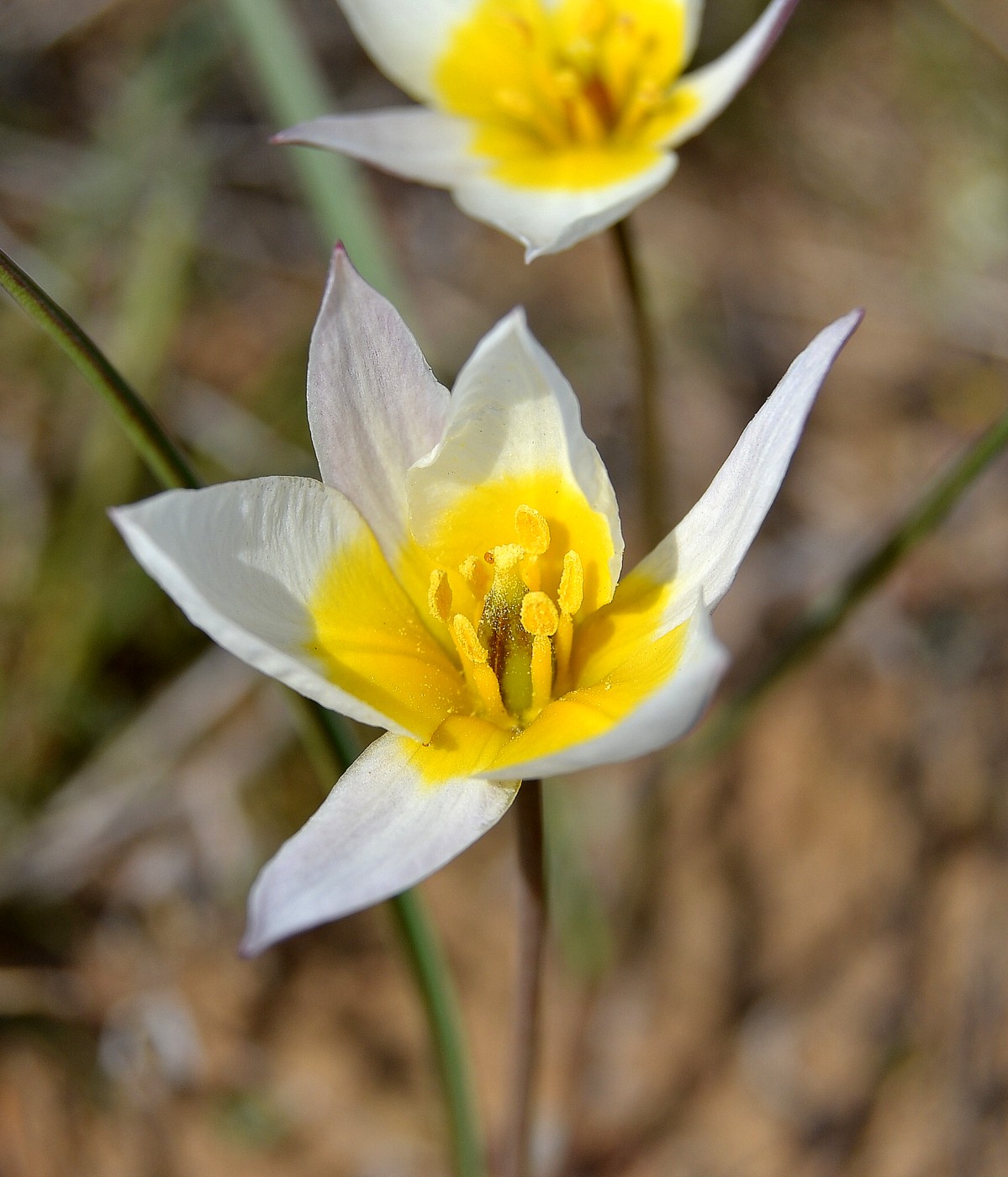 Изображение особи Tulipa biflora.