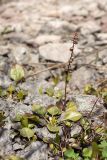 Pyrola rotundifolia. Растение с прошлогодним сухим генеративным побегом. Ленинградская обл., Кировский р-н, окр. с. Путилово, заброшенный известняковый карьер, задернованная каменная россыпь. 14.05.2017.