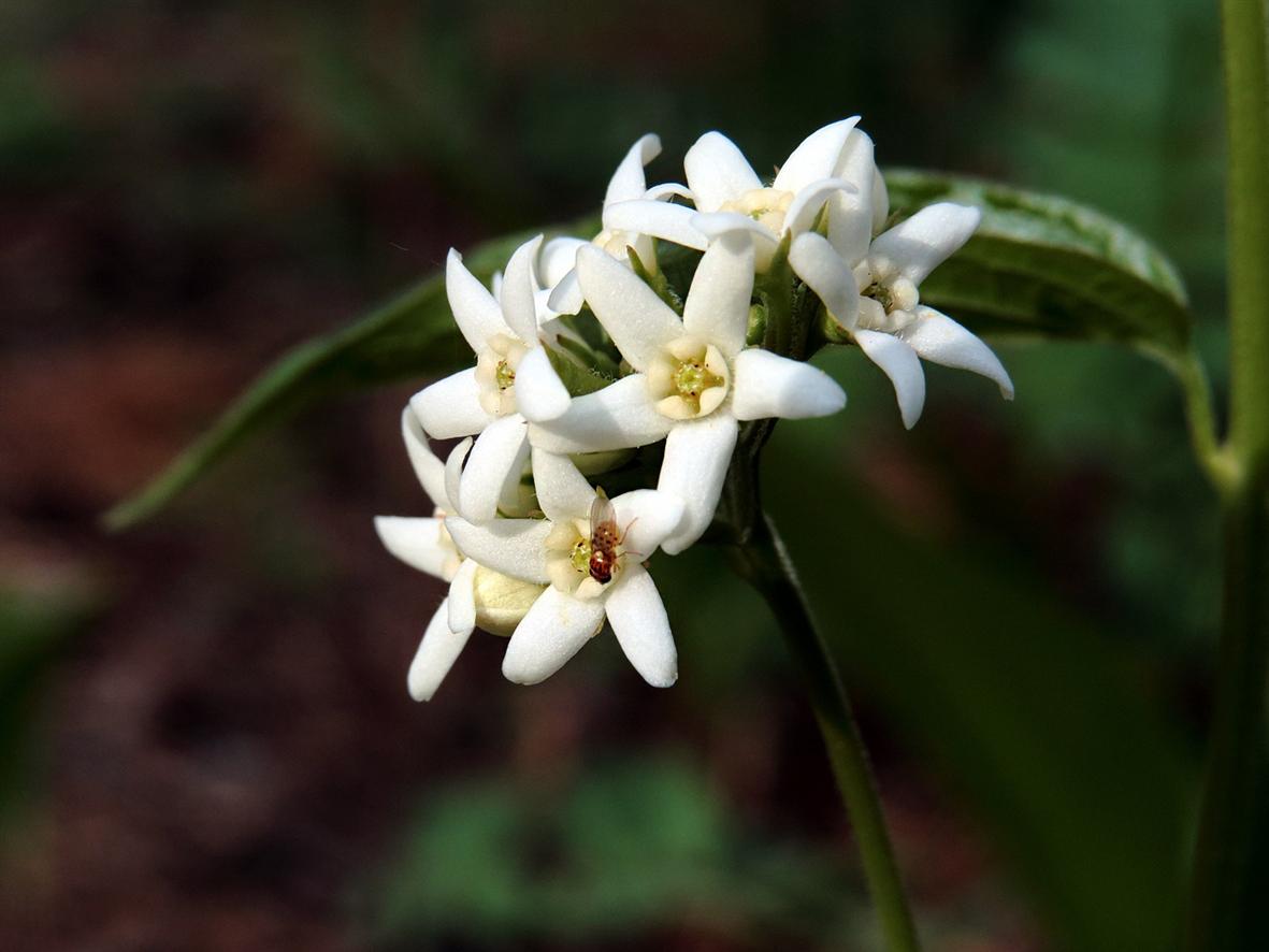 Image of Vincetoxicum hirundinaria specimen.