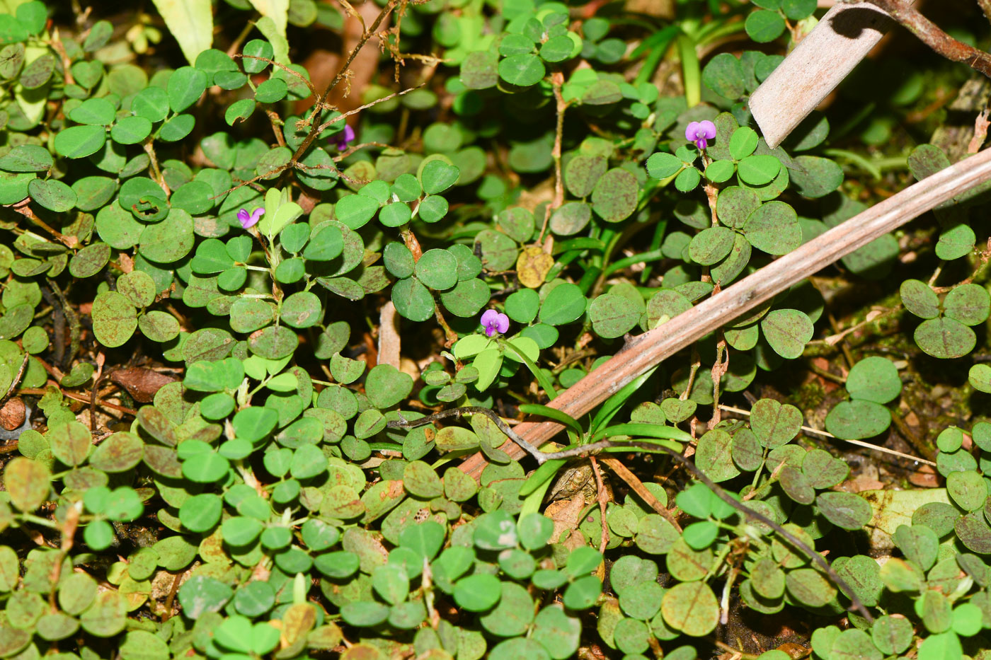 Image of Desmodium triflorum specimen.